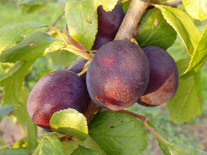Damson Fruit Trees